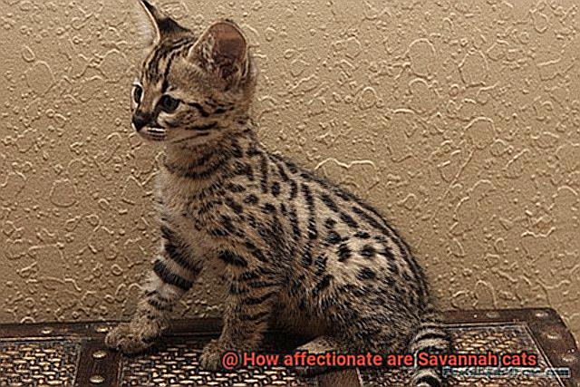 How affectionate are Savannah cats-2