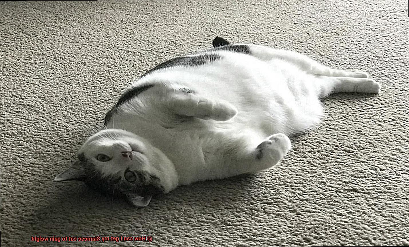 How can I get my Siamese cat to gain weight-7