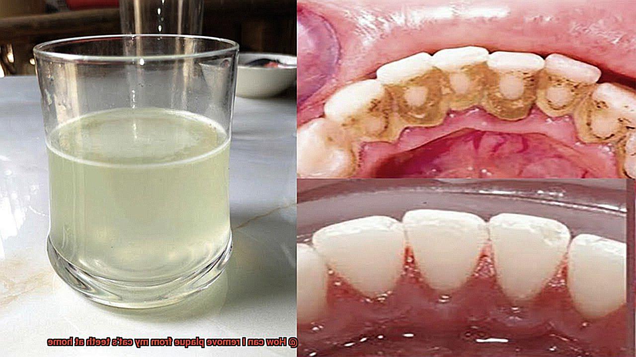 How can I remove plaque from my cat's teeth at home-4