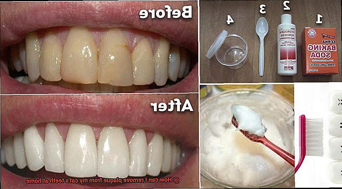 How can I remove plaque from my cat's teeth at home-5