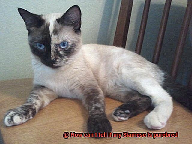 How can I tell if my Siamese is purebred-7