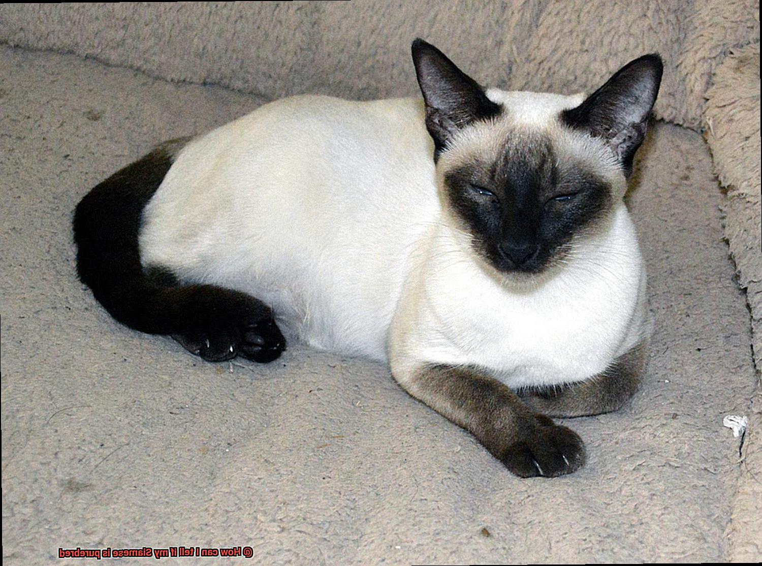 How can I tell if my Siamese is purebred-5