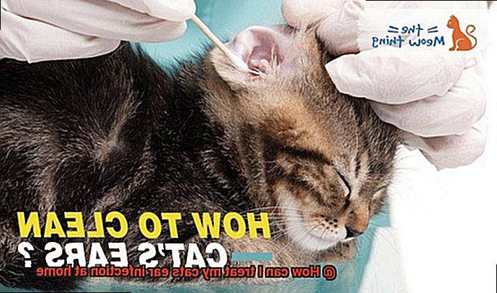 View of How can I treat my cats ear infection at home? - 21Cats.org