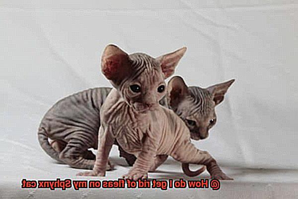 How do I get rid of fleas on my Sphynx cat-6