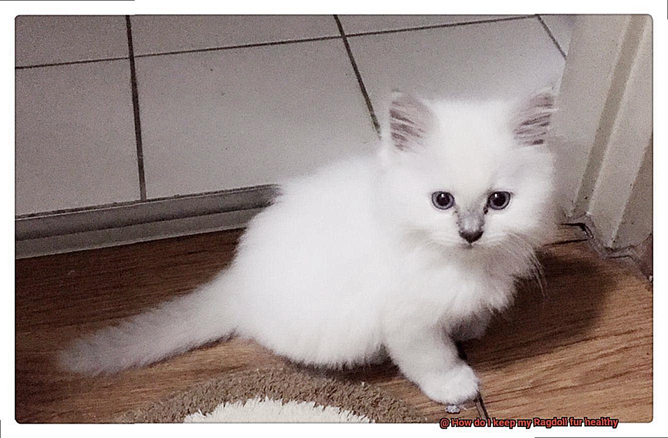 How do I keep my Ragdoll fur healthy-7