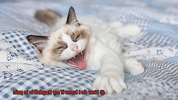 How do I know if my Ragdoll is in pain-4