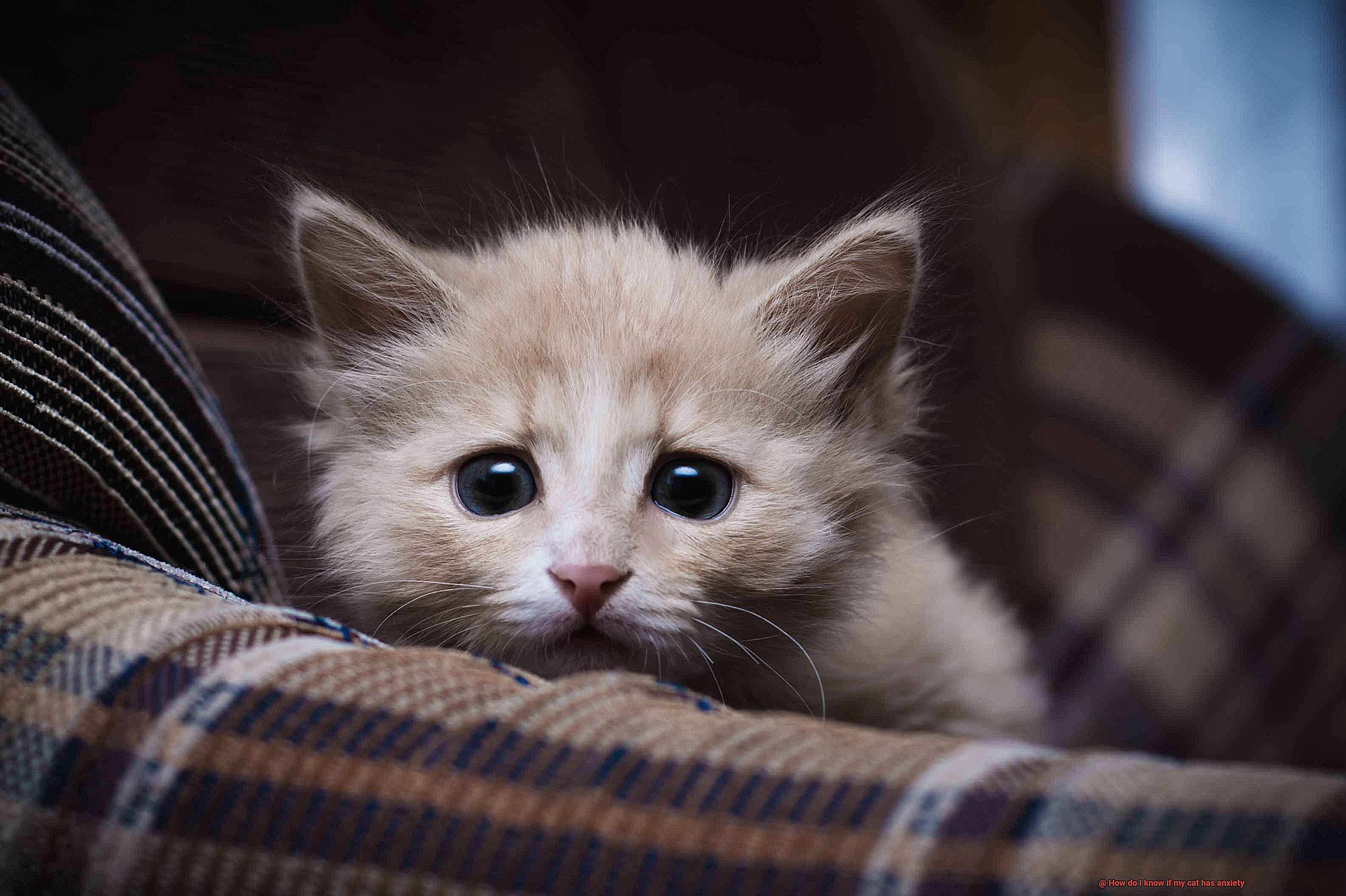 How do I know if my cat has anxiety-7