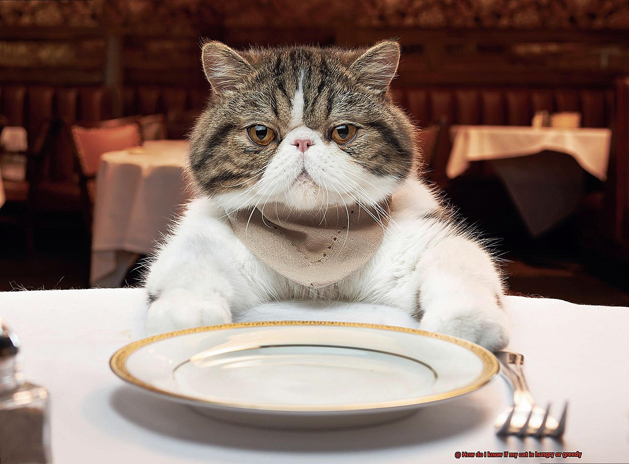 How do I know if my cat is hungry or greedy-2