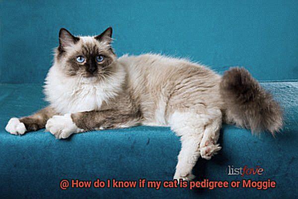 How do I know if my cat is pedigree or Moggie-2