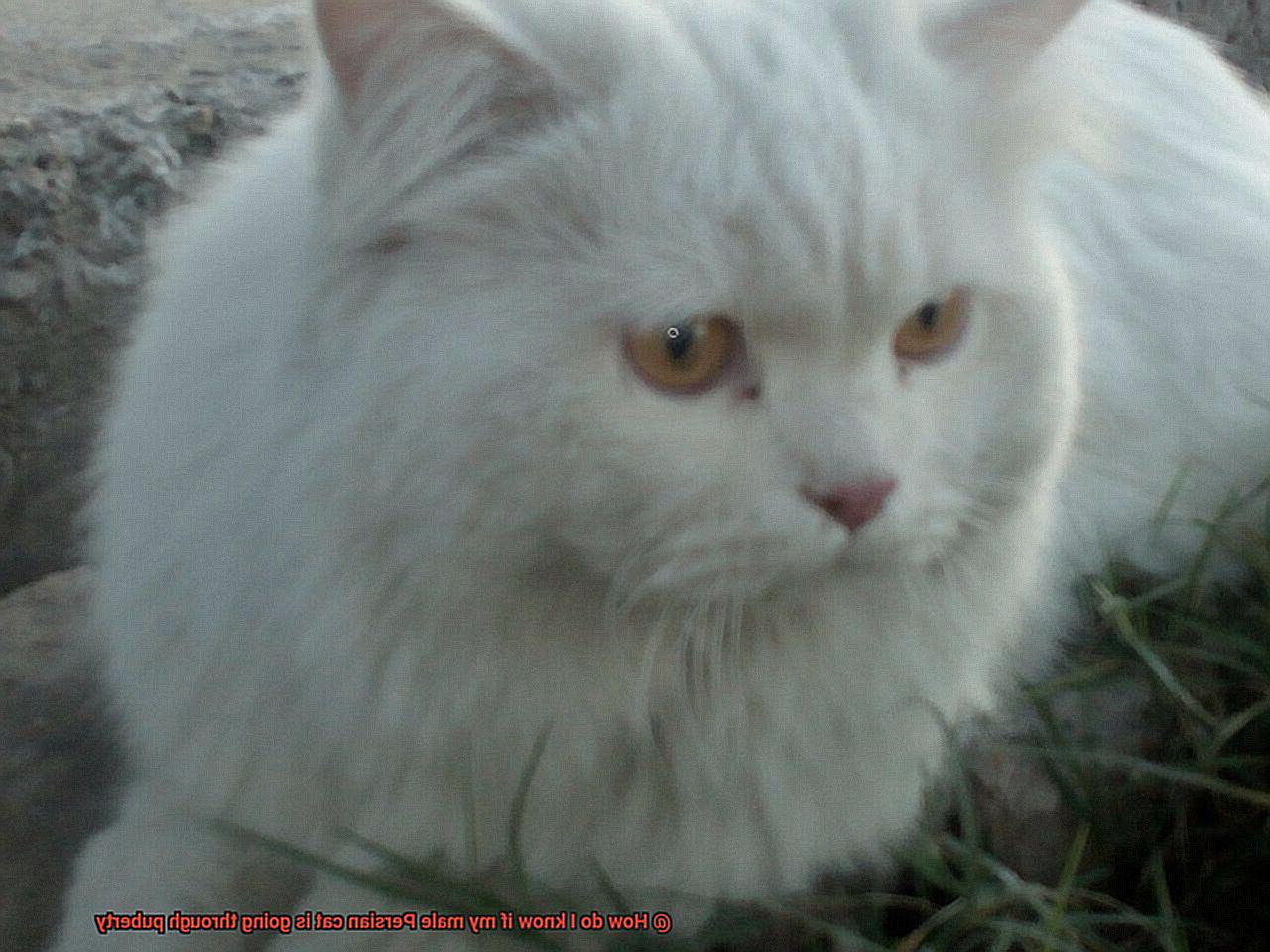 How do I know if my male Persian cat is going through puberty?