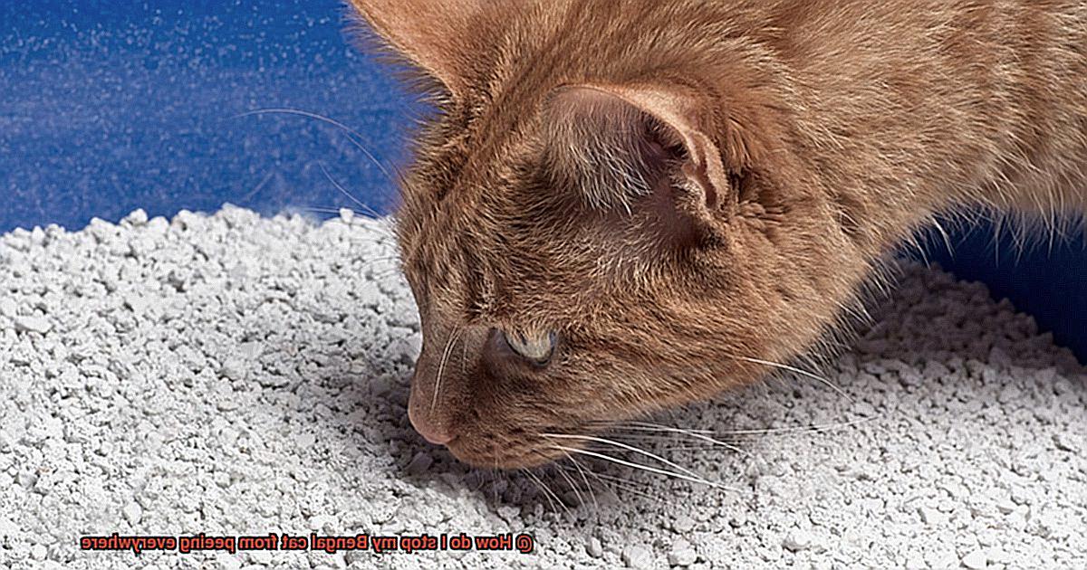 How do I stop my Bengal cat from peeing everywhere-3