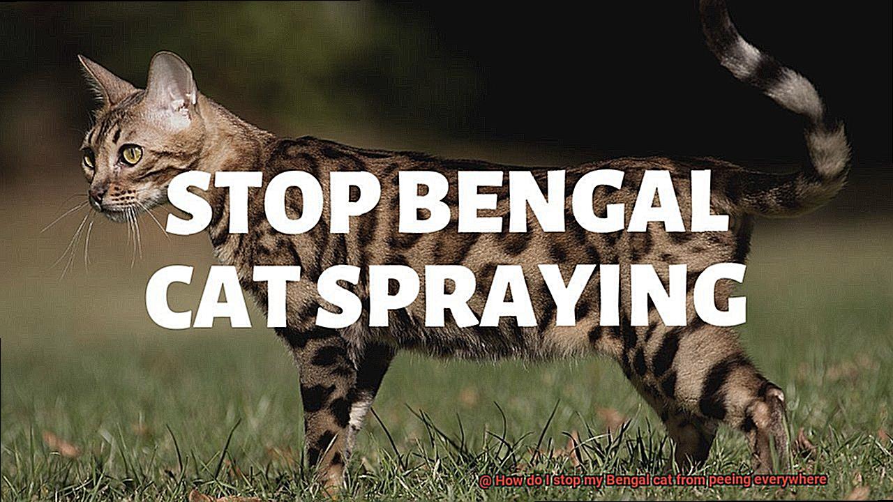 How do I stop my Bengal cat from peeing everywhere-4