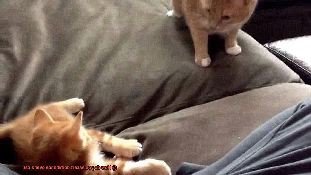 How do you assert dominance over a cat-7