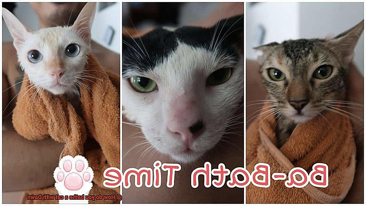 How do you bathe a cat with Dawn?