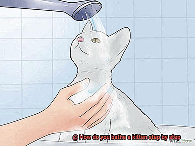 How do you bathe a kitten step by step?
