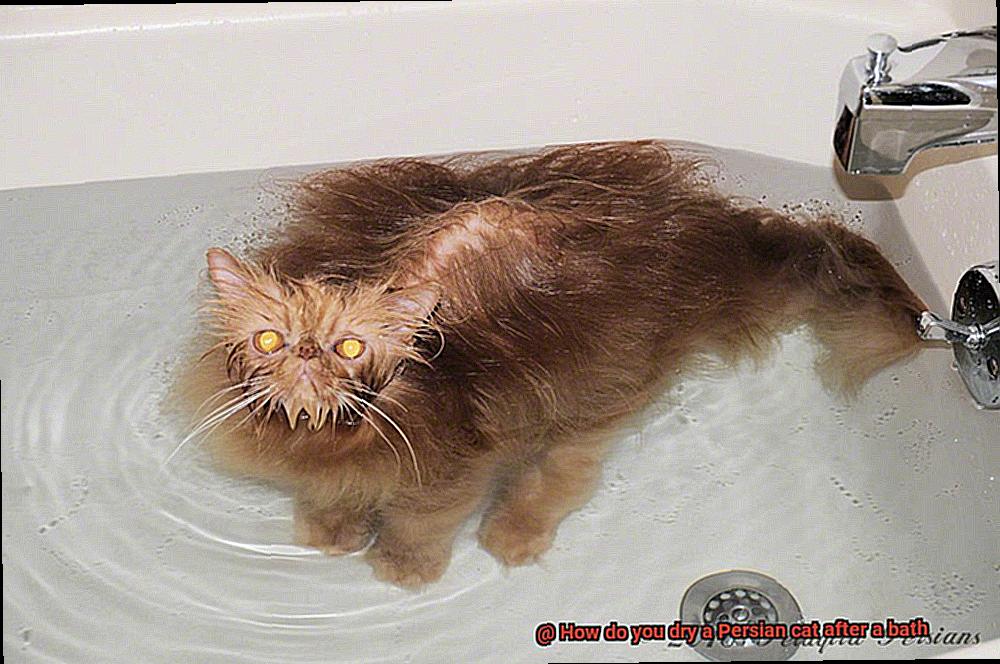 How do you dry a Persian cat after a bath?