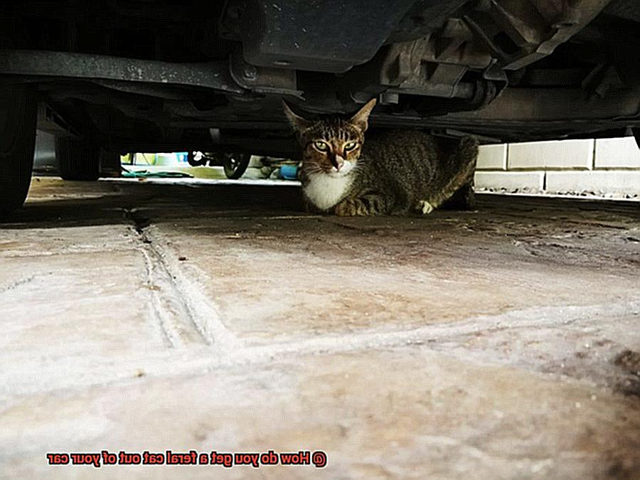 How do you get a feral cat out of your car-3