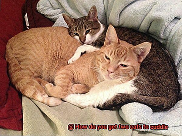 How do you get two cats to cuddle-2