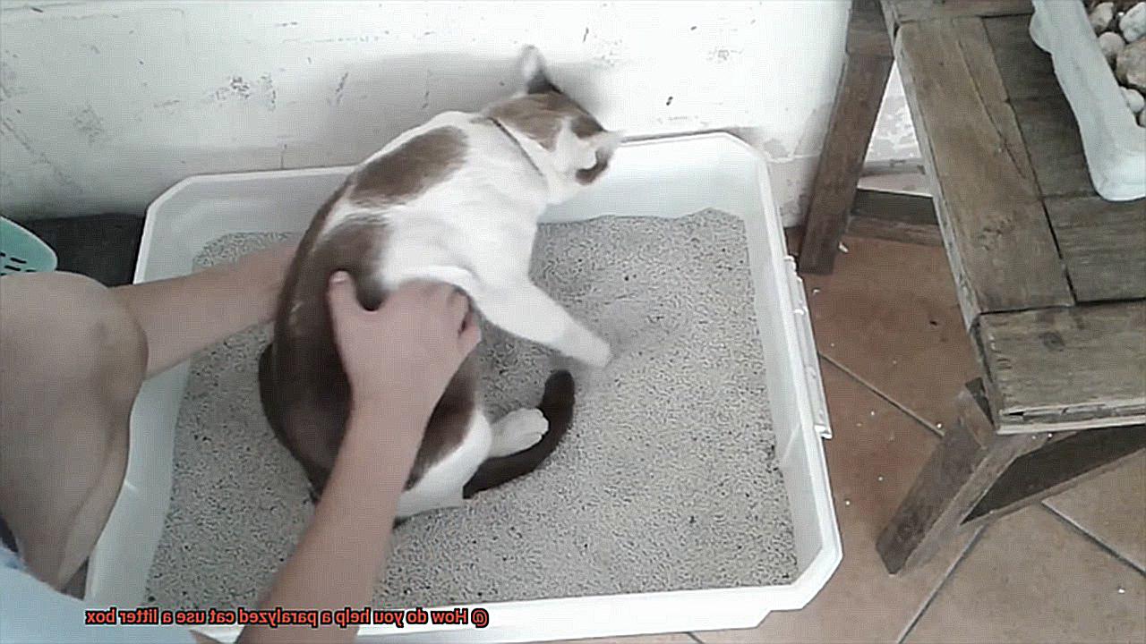 How do you help a paralyzed cat use a litter box-5