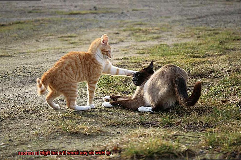 How do you know if a cat fight is serious-8