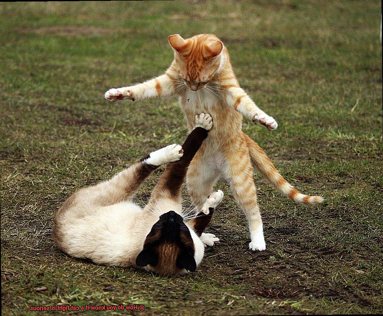 How do you know if a cat fight is serious-3