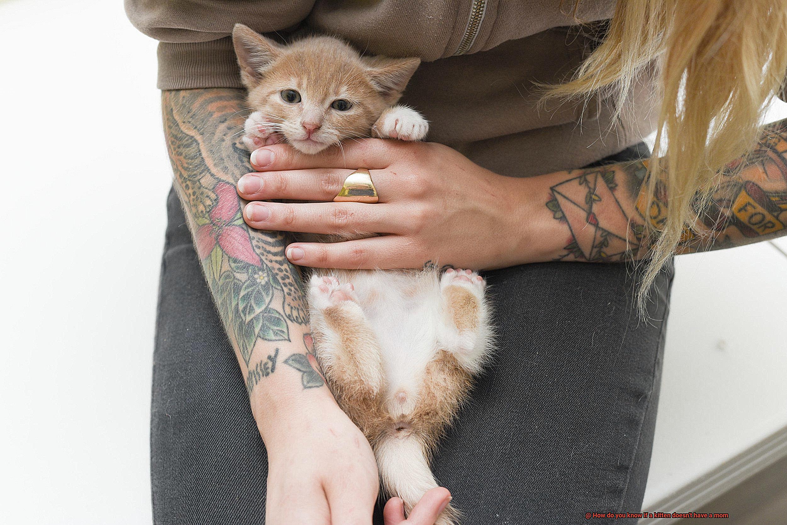 How do you know if a kitten doesn't have a mom-3