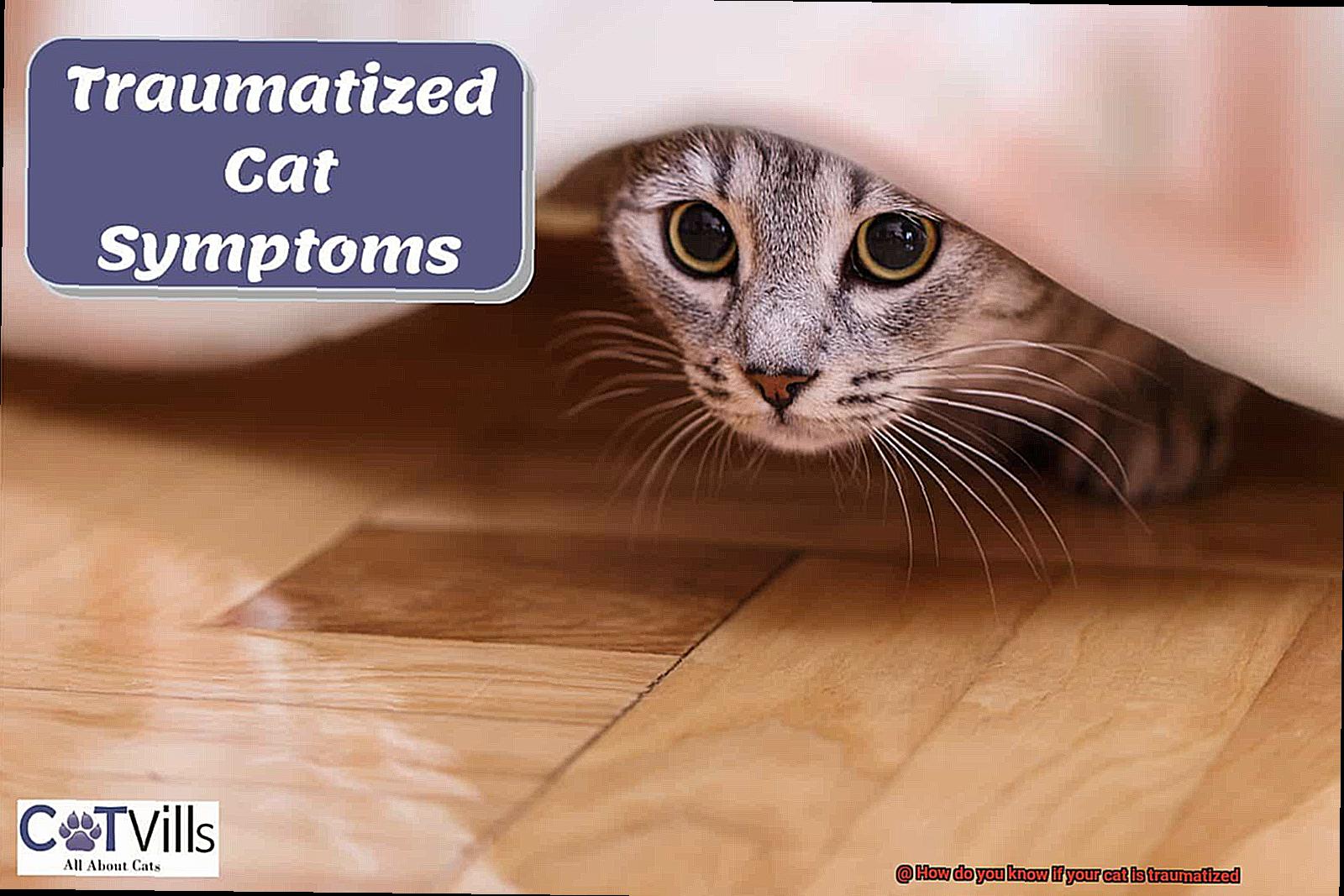 How do you know if your cat is traumatized-3