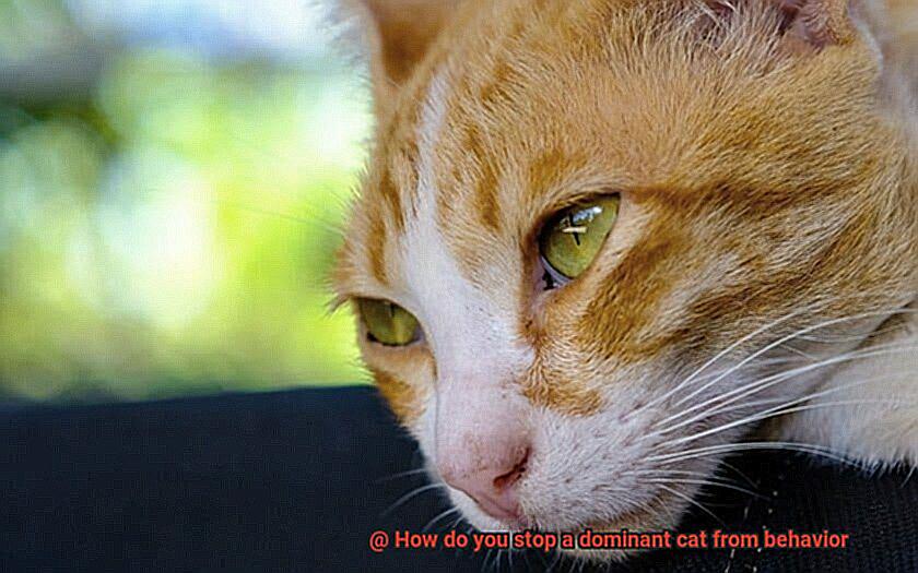 How do you stop a dominant cat from behavior-3