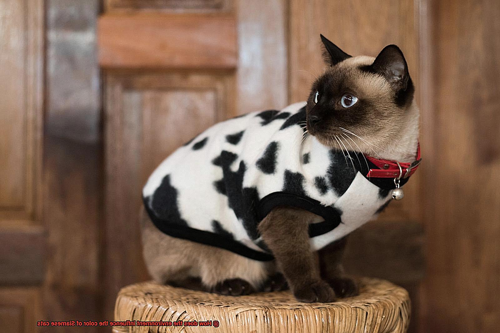 How does the environment influence the color of Siamese cats-2