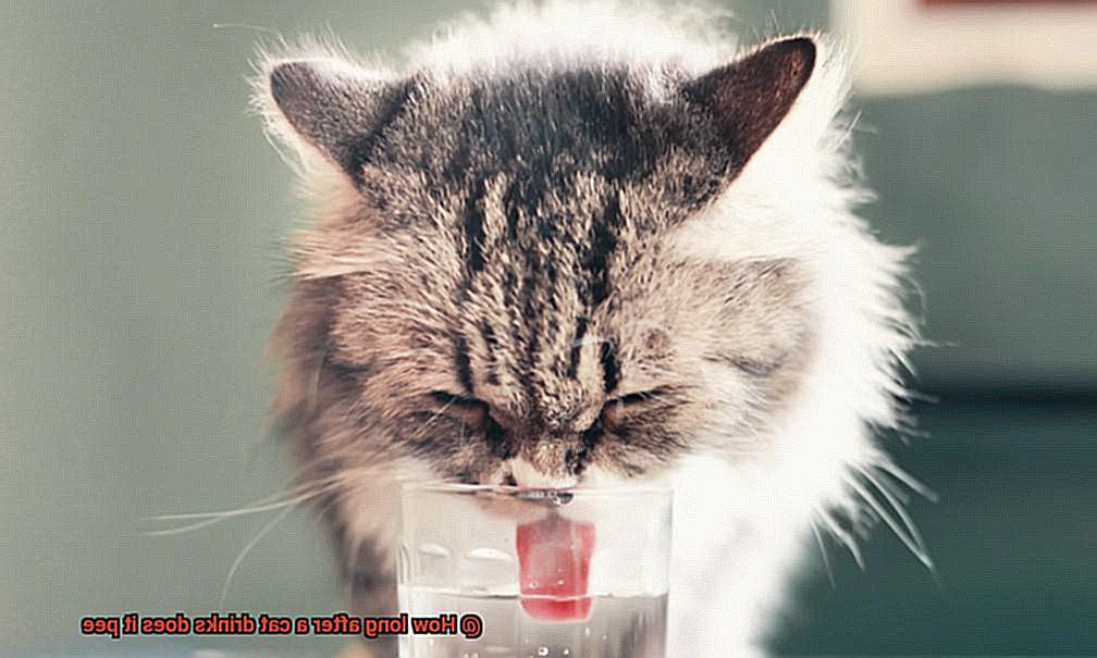 How long after a cat drinks does it pee-7