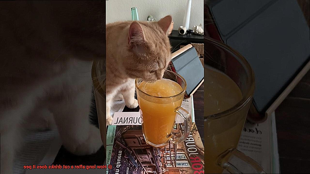 How long after a cat drinks does it pee-5