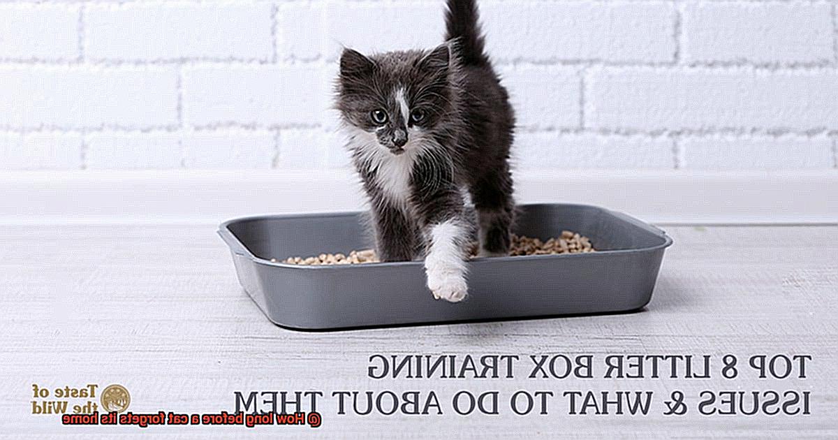 How long before a cat forgets its home-3