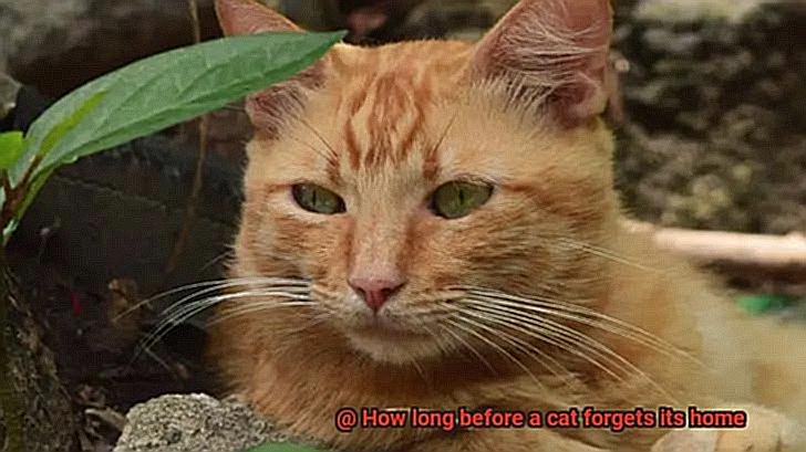 How long before a cat forgets its home-5
