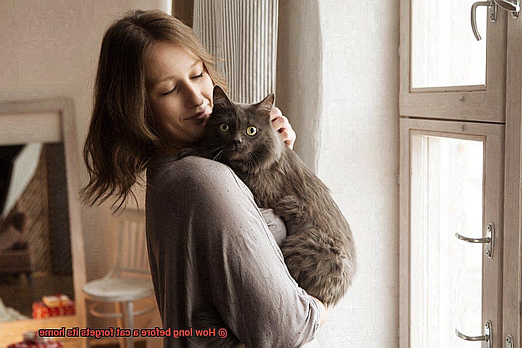 How long before a cat forgets its home-2