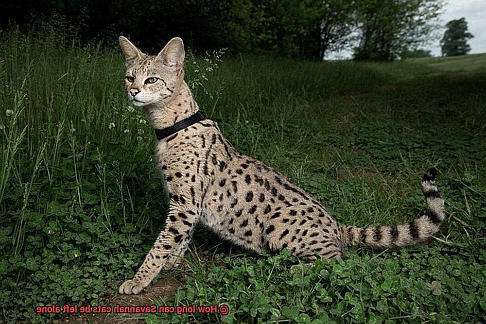 How Long Can Savannah Cats Be Left Alone 21Cats How Long Can Savannah Cats Be Left Alone 21Cats