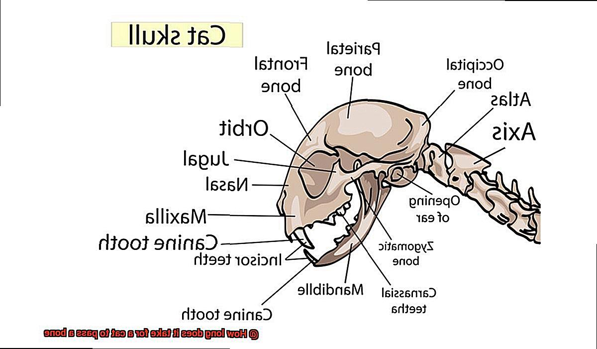 How long does it take for a cat to pass a bone-4