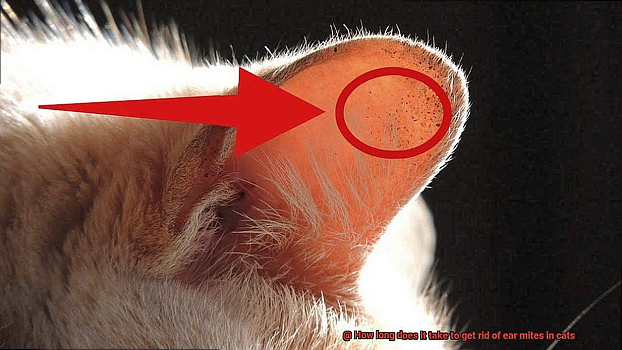 How long does it take to get rid of ear mites in cats-2