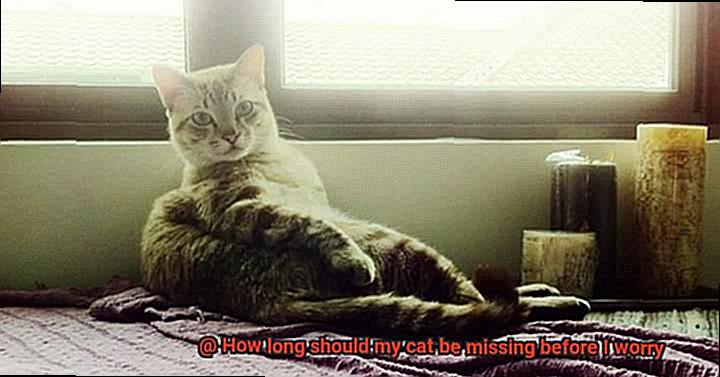 How long should my cat be missing before I worry-4