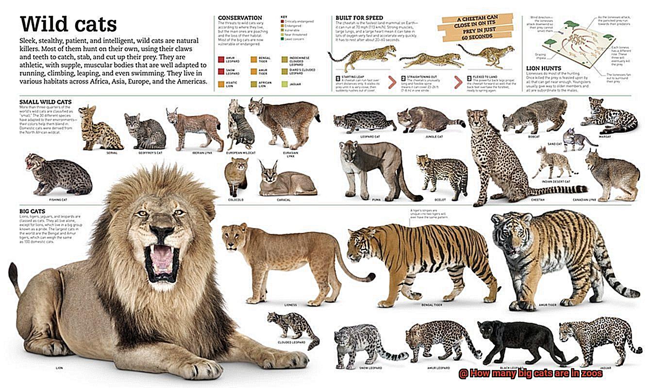 How Many Big Cats Are In Zoos 21Cats wild-cat-facts-types-classification-lifespan-habitat-58-off
