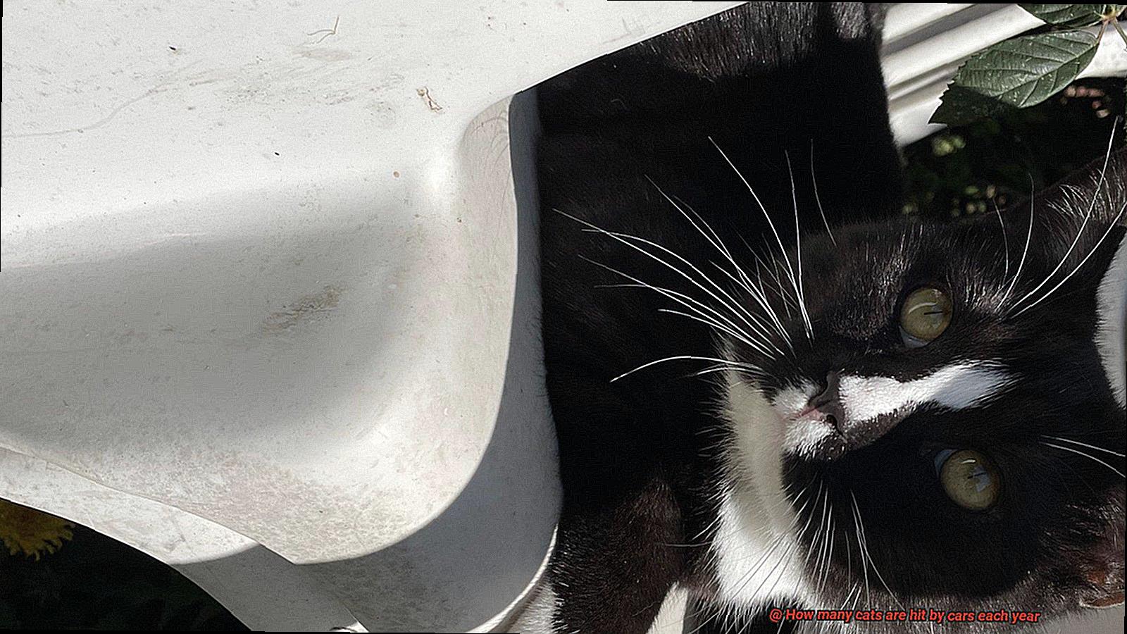 How many cats are hit by cars each year-2