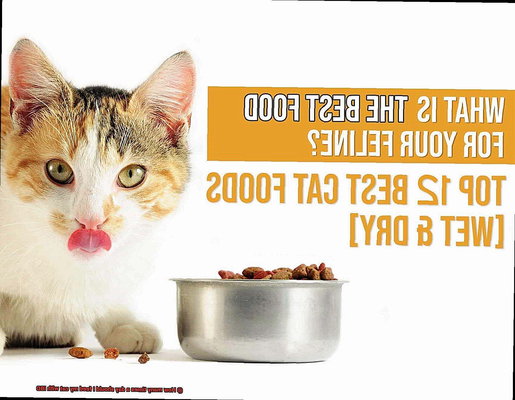 How many times a day should I feed my cat with IBD-5