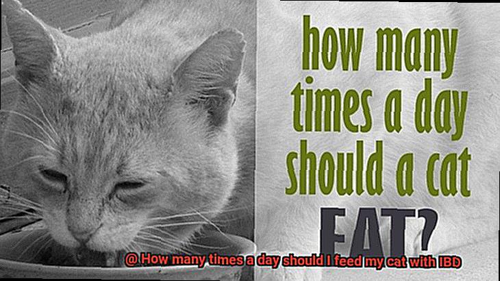 How many times a day should I feed my cat with IBD-8