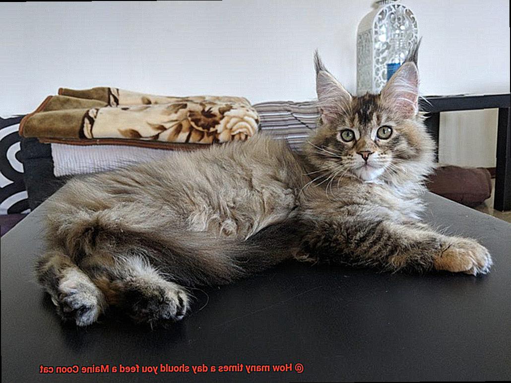 How many times a day should you feed a Maine Coon cat-6