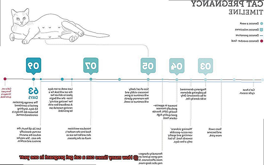 How many times can a cat get pregnant in one year-4