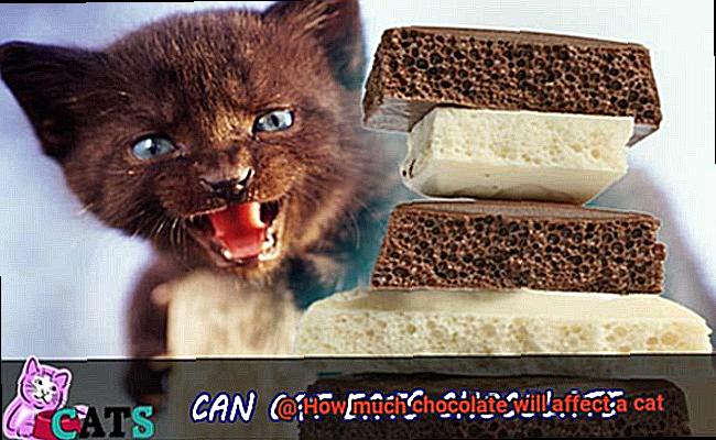 How much chocolate will affect a cat-2