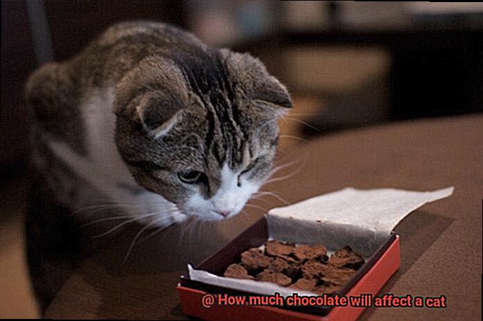 How much chocolate will affect a cat-5