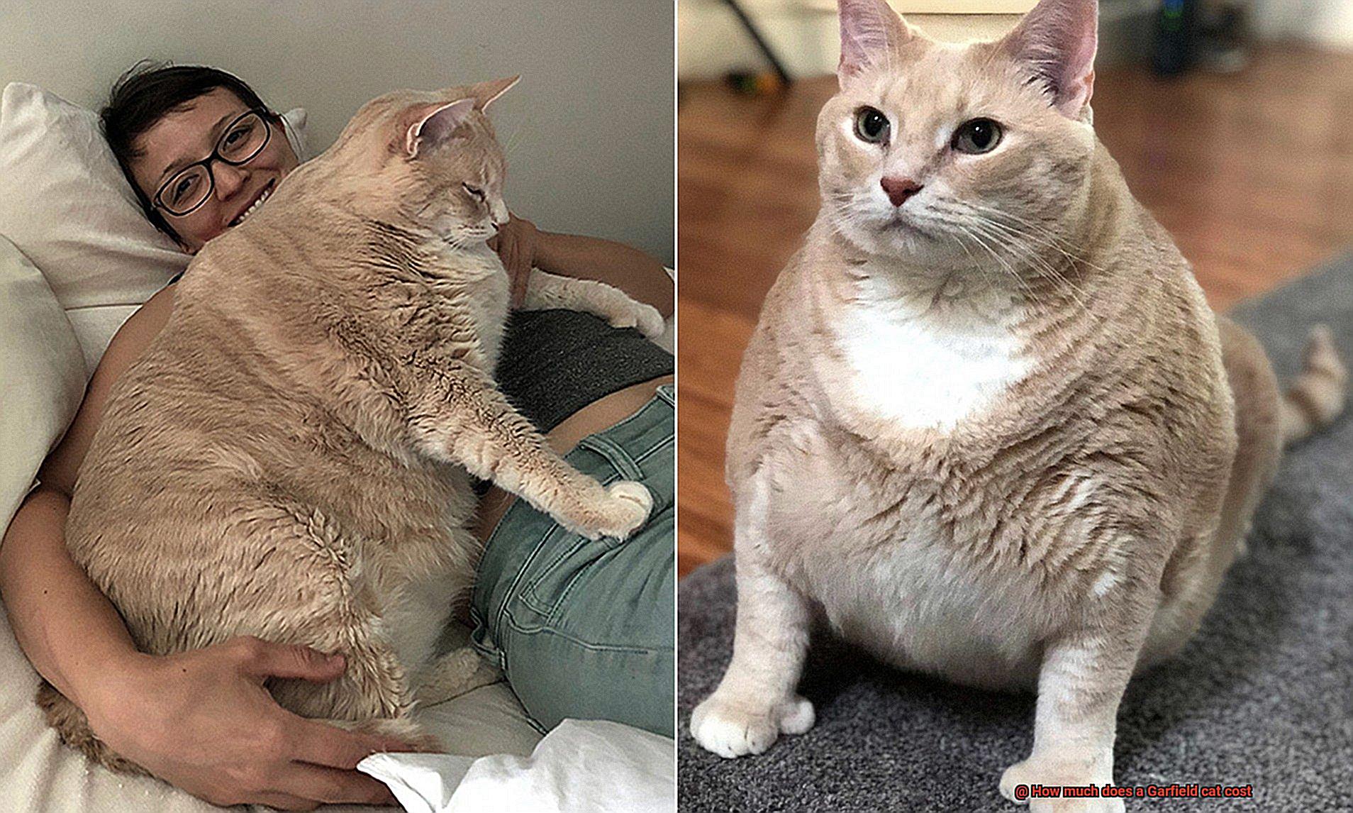 How much does a Garfield cat cost-3