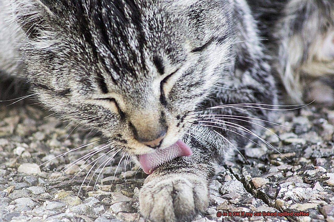 Is it OK if my cat licked spilled coffee-5