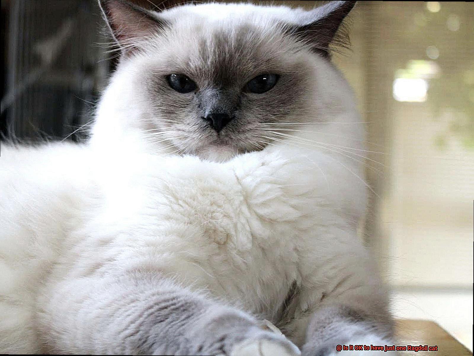 Is it OK to have just one Ragdoll cat-7