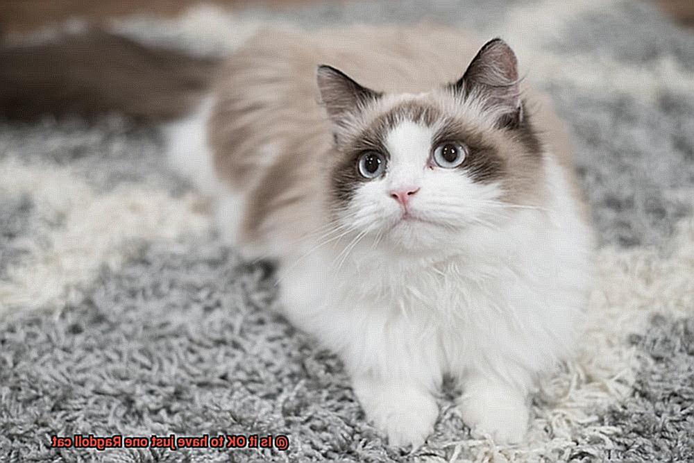 Is it OK to have just one Ragdoll cat-5